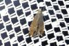 Glyphipterix thrasonella